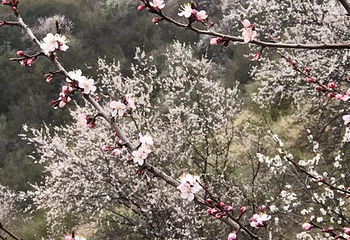 中华福寿山景区第 38 张图片