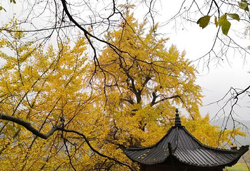 千年银杏谷文化旅游区第 49 张图片