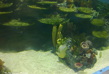 海合安成都极地海洋公园第 85 张图片
