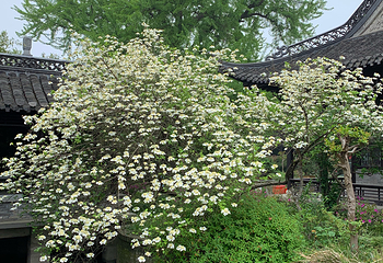 琼花观(文昌中路)第 17 张图片