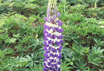 伏热花海庄园第 42 张图片