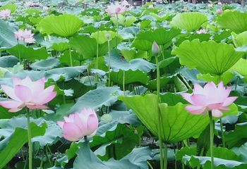 洪湖公园第 13 张图片