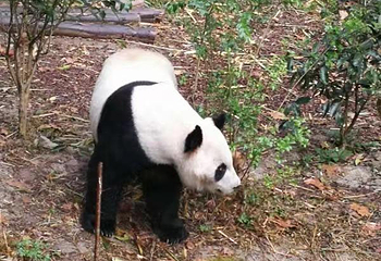 青城前山第 54 张图片