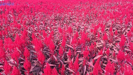 同心花海第 41 张图片