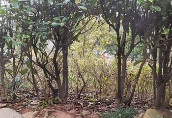 山湖温泉第 28 张图片