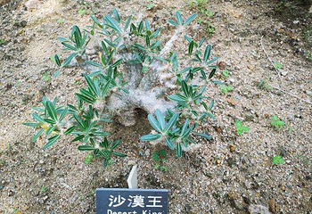 天行森林公园第 30 张图片