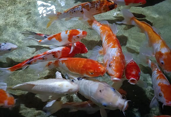 武汉东湖海洋世界第 39 张图片