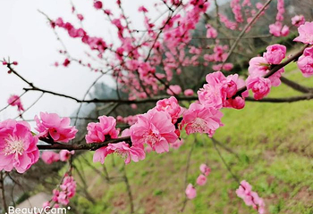 金兰花谷景区第 26 张图片