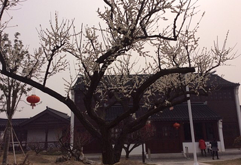 梅花湾第 49 张图片