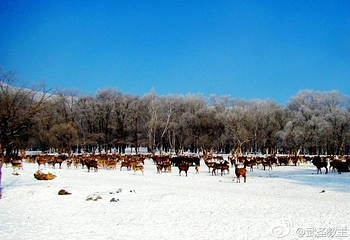 平山神鹿滑雪场第 24 张图片