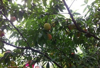 四连碓造纸作坊第 8 张图片