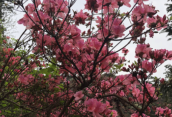 蔡甸消泗油菜花第 18 张图片