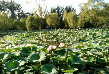 咸阳湖景区渭滨公园第 8 张图片