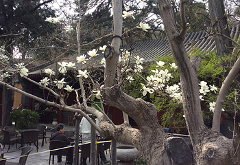 大觉寺第 42 张图片