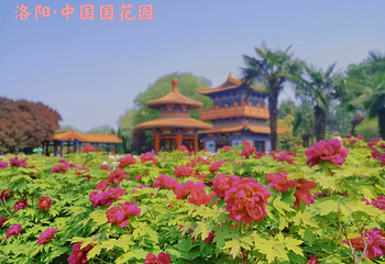 中国国花园第 143 张图片