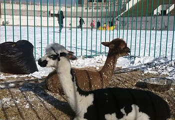 二宫滑雪场第 8 张图片