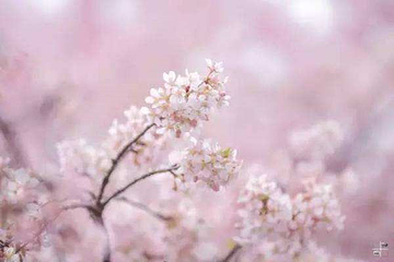 吉森樱花源第 5 张图片