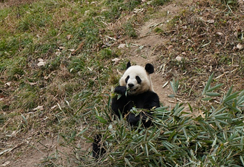 佛坪熊猫谷旅游区第 33 张图片