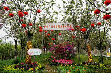 花田广兴宝塔浪漫樱花园第 12 张图片