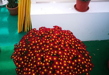 湖熟菊花园第 11 张图片
