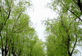渭河公园第 9 张图片