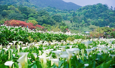 竹子湖第 4 张图片