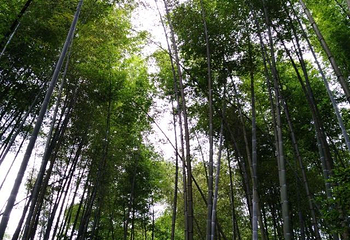 缙云山生态旅游观光索道第 24 张图片