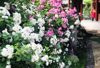 保府大院第 45 张图片