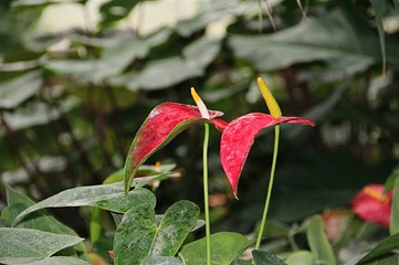 兴隆热带花园第 21 张图片
