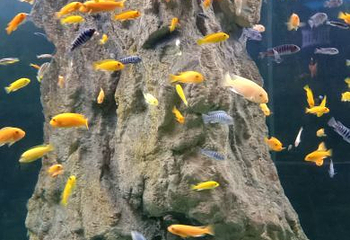 绵阳海底世界第 31 张图片