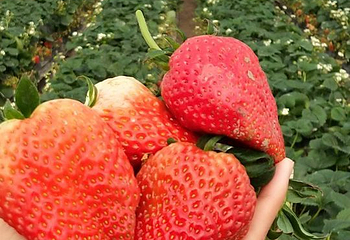赵屯乡村草莓园第 12 张图片