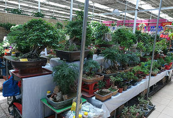 曹庄花卉市场第 5 张图片