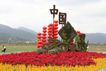 凤凰花海第 21 张图片