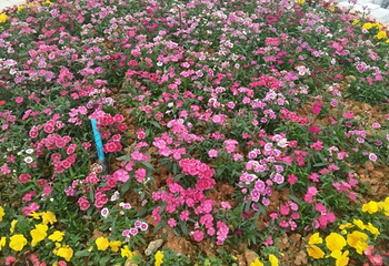 八桂田园第 24 张图片