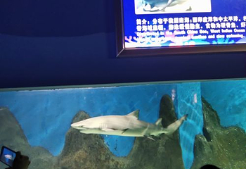 新澳海底世界第 69 张图片