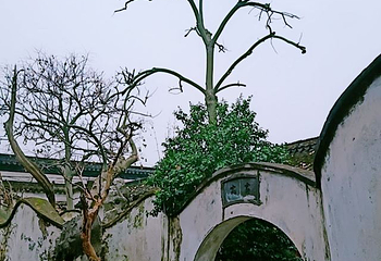 怡园第 56 张图片