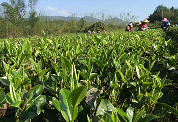 梅家坞茶文化村第 15 张图片