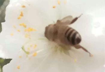 南国桃园第 48 张图片