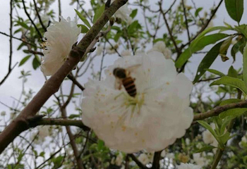 南国桃园第 46 张图片