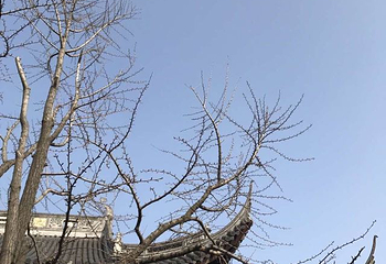 龙华寺第 44 张图片