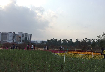 江门古劳水乡旅游区第 88 张图片