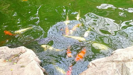 天津热带植物观光园第 24 张图片