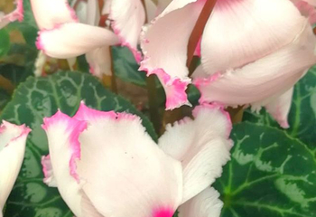 天津热带植物观光园第 34 张图片