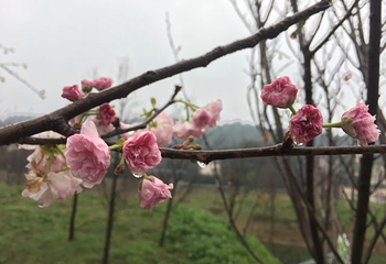 望城大观园新春樱花节第 22 张图片