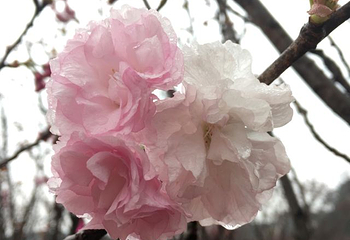 望城大观园新春樱花节第 19 张图片