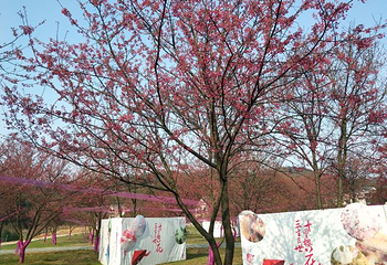 望城大观园新春樱花节第 18 张图片