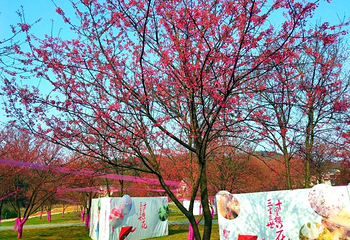 望城大观园新春樱花节第 25 张图片