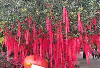 宝趣玫瑰世界第 75 张图片