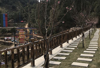 温州樱花园第 2 张图片