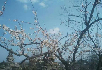长寿百果庄园第 17 张图片